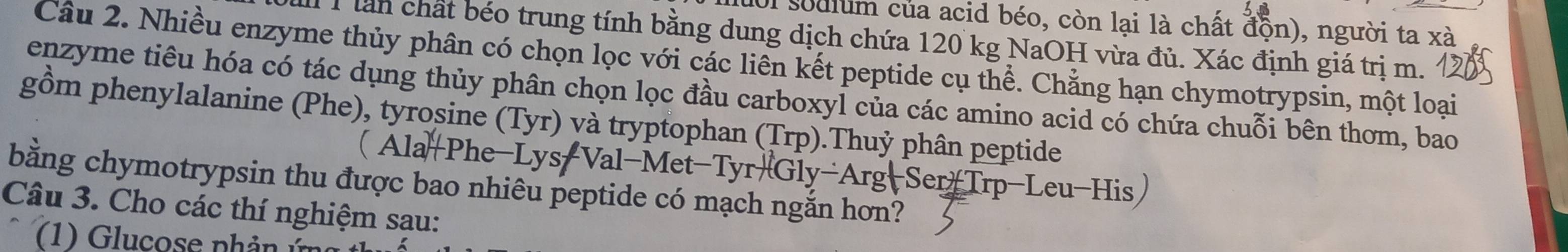 Ul sodium của acid béo, còn lại là chất độn), người ta xà 
1 1 lần chất béo trung tính bằng dung dịch chứa 120 kg NaOH vừa đủ. Xác định giá trị m. 
Câu 2. Nhiều enzyme thủy phân có chọn lọc với các liên kết peptide cụ thể. Chẳng hạn chymotrypsin, một loại 
enzyme tiêu hóa có tác dụng thủy phân chọn lọc đầu carboxyl của các amino acid có chứa chuỗi bên thơm, bao 
gồm phenylalanine (Phe), tyrosine (Tyr) và tryptophan (Trp).Thuỷ phân peptide 
( Ala-Phe-Lys-Val-Met-Tyr Gly-Arg-Ser Trp-Leu-His 
bằng chymotrypsin thu được bao nhiêu peptide có mạch ngắn hơn? 
Câu 3. Cho các thí nghiệm sau: 
(1) Glucose phản vn