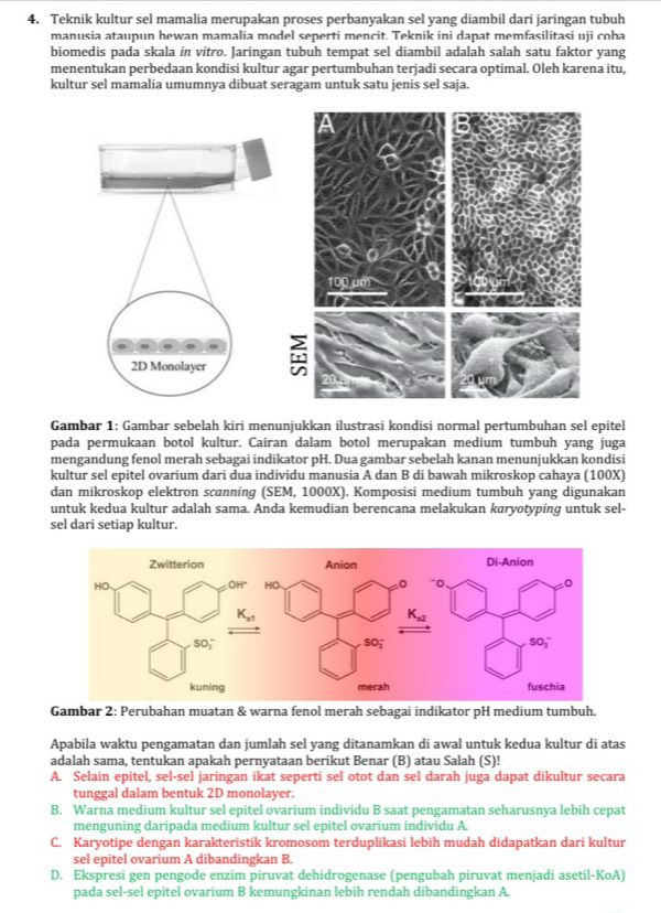 Teknik kultur sel mamalia merupakan proses perbanyakan sel yang diambil dari jaringan tubuh
manusia ataupun hewan mamalia model seperti mencit. Teknik ini dapat memfasilitasi uji coha
biomedis pada skala in vitro. Jaringan tubuh tempat sel diambil adalah salah satu faktor yang
menentukan perbedaan kondisi kultur agar pertumbuhan terjadi secara optimal. Oleh karena itu,
kultur sel mamalia umumnya dibuat seragam untuk satu jenis sel saja.
Gambar 1: Gambar sebelah kiri menunjukkan ilustrasi kondisi normal pertumbuhan sel epitel
pada permukaan botol kultur. Cairan dalam botol merupakan medium tumbuh yang juga
mengandung fenol merah sebagai indikator pH. Dua gambar sebelah kanan menunjukkan kondisi
kultur sel epitel ovarium dari dua individu manusia A dan B di bawah mikroskop cahaya (100X)
dan mikroskop elektron scanning (SEM, 1000X). Komposisi medium tumbuh yang digunakan
untuk kedua kultur adalah sama. Anda kemudian berencana melakukan karyotyping untuk sel-
sel dari setiap kultur.
Gambar 2; Perubahan muatan & warna fenol merah sebagai indikator pH medium tumbuh.
Apabila waktu pengamatan dan jumlah sel yang ditanamkan di awal untuk kedua kultur di atas
adalah sama, tentukan apakah pernyataan berikut Benar (B) atau Salah (S)!
A. Selain epitel, sel-sel jaringan ikat seperti sel otot dan sel darah juga dapat dikultur secara
tunggal dalam bentuk 2D monolayer.
B. Warna medium kultur sel epitel ovarium individu B saat pengamatan seharusnya lebih cepat
menguning daripada medium kultur sel epitel ovarium individu A.
C. Karyotipe dengan karakteristik kromosom terduplikasi lebih mudah didapatkan dari kultur
sel epitel ovarium A dibandingkan B.
D. Ekspresi gen pengode enzim piruvat dehidrogenase (pengubah piruvat menjadi asetil-KoA)
pada sel-sel epitel ovarium B kemungkinan lebih rendah dibandingkan A.