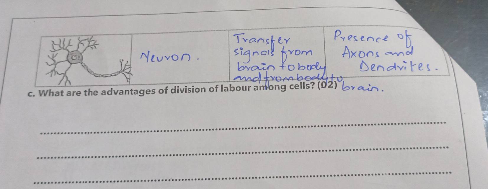 What are the advantages of division of labour among cells? (02) 
_ 
_ 
_