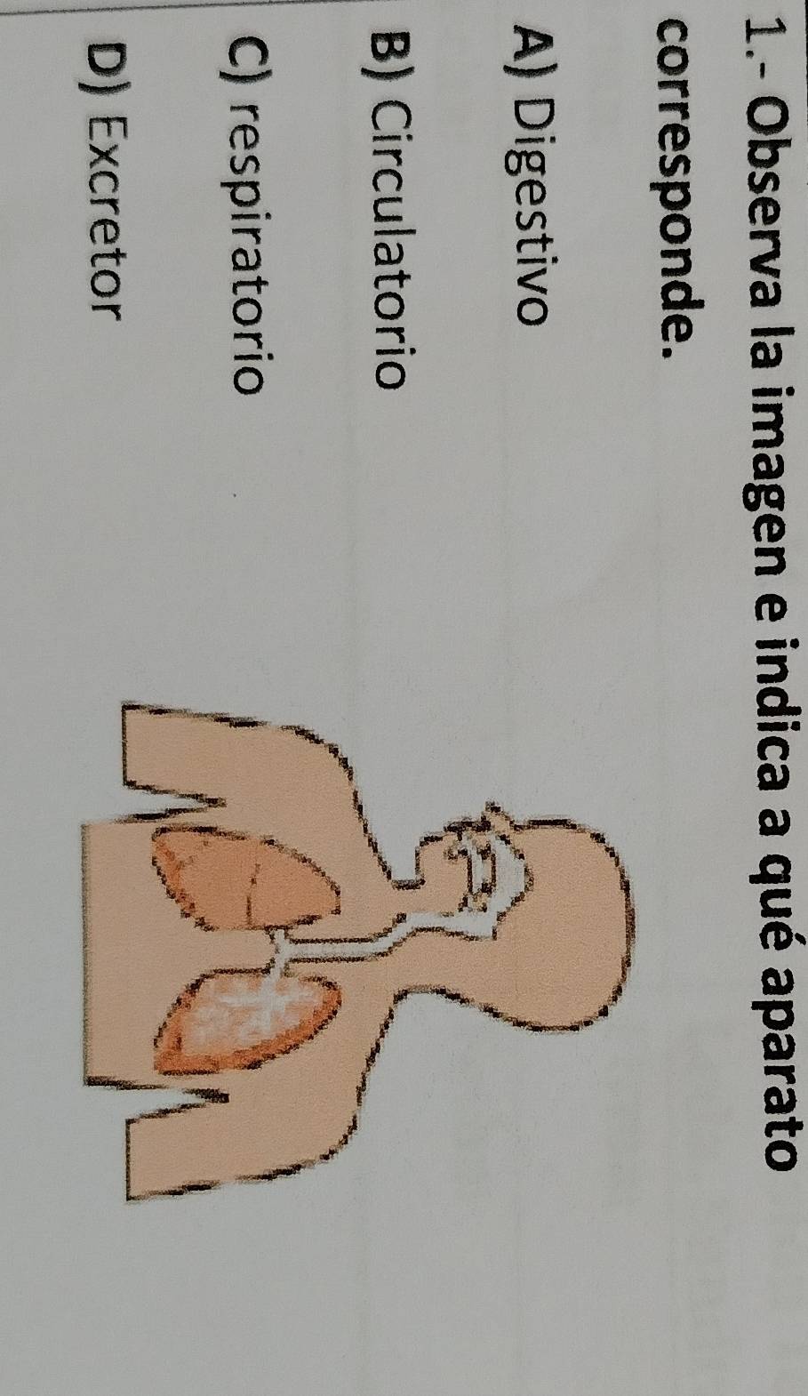 1.- Observa la imagen e indica a qué aparato
corresponde.
A) Digestivo
B) Circulatorio
C) respiratorio
D) Excretor