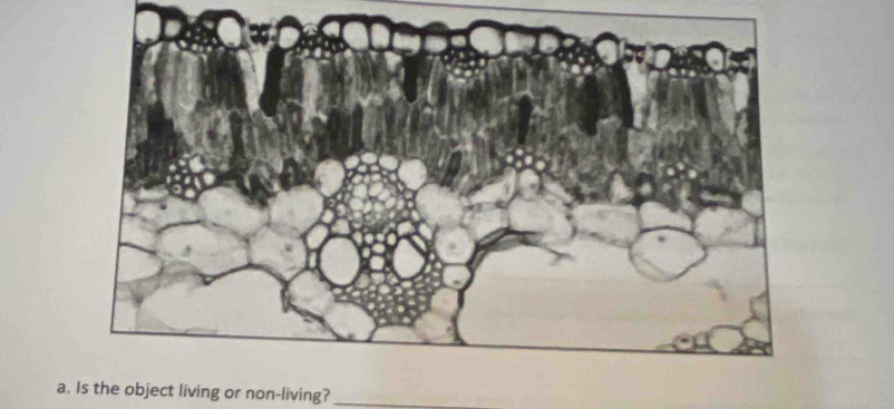 Is the object living or non-living?_