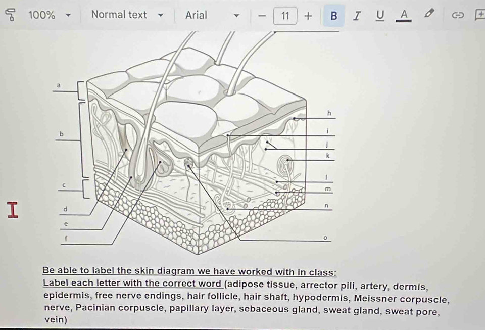 100% Normal text Arial 11 + B I U A + 
Be able to label the skin diagram we have worked with in class: 
Label each letter with the correct word (adipose tissue, arrector pili, artery, dermis, 
epidermis, free nerve endings, hair follicle, hair shaft, hypodermis, Meissner corpuscle, 
nerve, Pacinian corpuscle, papillary layer, sebaceous gland, sweat gland, sweat pore, 
vein)