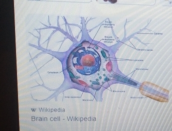 Wikipedia 
Brain cell - Wikipedia