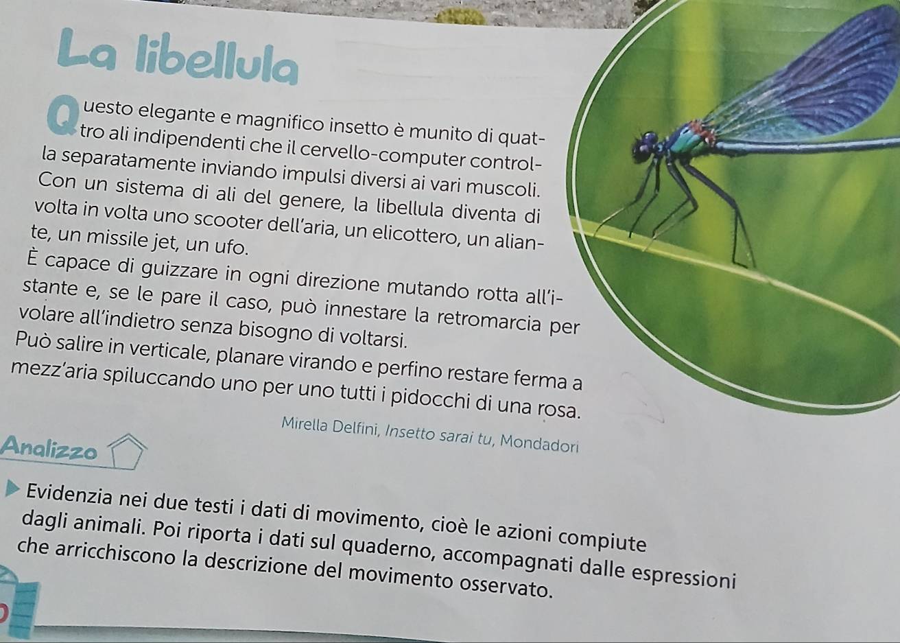 La libellula 
a uesto elegante e magnifico insetto è munito di quat- 
tro ali indipendenti che il cervello-computer control- 
la separatamente inviando impulsi diversi ai vari muscoli. 
Con un sistema di ali del genere, la libellula diventa di 
volta in volta uno scooter dell’aria, un elicottero, un alian- 
te, un missile jet, un ufo. 
É capace di guizzare in ogni direzione mutando rotta all’i 
stante e, se le pare il caso, può innestare la retromarcia p 
volare all’indietro senza bisogno di voltarsi. 
Può salire in verticale, planare virando e perfino restare ferm 
mezz’aria spiluccando uno per uno tutti i pidocchi di una ro 
Mirella Delfini, Insetto sarai tu, Mondad 
Analizzo 
Evidenzia nei due testi i dati di movimento, cioè le azioni compiute 
dagli animali. Poi riporta i dati sul quaderno, accompagnati dalle espressioni 
che arricchiscono la descrizione del movimento osservato.