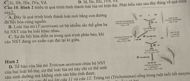 C.)Ic, IIb, IIIe, IVa, Vd. D. Id, IIe, IIc, IVB, Va.
Câu 10. Hình 2 miêu tả quá trình hình thành loài lúa mì hiện đại. Phát biểu nào sau đây đúng về quá trình
này?
A. Đây là quá trình hình thành loài mới bằng con đường 
đa bội hóa cùng nguồn.
B. Loài lúa mì (T.aestivum) có bộ nhiễm sắc thể gồm ba 
bộ NST của ba loài khác nhau.
C. Sự đa bội hóa diễn ra trong quá trình phân bào, khi
các NST đang co xoắn cực đại tại kì giữa. 
Hình 2
D. Tế bào của lúa mì Triticum aestivum chứa bộ NST
của hai loài bố mẹ, cơ thể loài lúa mì này chỉ có thể sinh 
sản sinh dưỡng mà không sinh sản hữu tính được.
tể trả lời câu 11 và câu 12: Trùng roi (Trichomonas) sống trong ruột mối tiết enzym