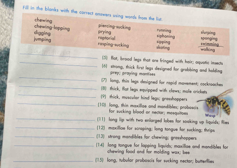 Fill in the blanks with the correct answers using words from the list.
chewing
chewing-lapping piercing-sucking
digging
running slurping
prying siphoning sponging
raptorial sipping
_
jumping rasping-sucking skating walking swimming
_(5) flat, broad legs that are fringed with hair; aquatic insects
(6) strong, thick first legs designed for grabbing and holding
_
prey; praying mantises
_
(7) long, thin legs designed for rapid movement; cockroaches
_
(8) thick, flat legs equipped with claws; mole crickets
_
(9) thick, muscular hind legs; grasshoppers
(10) long, thin maxillae and mandibles; proboscis
_
for sucking blood or nectar; mosquitoes Wasp
(11) long lip with two enlarged lobes for soaking up liquids; flies
_(12) maxillae for scraping; long tongue for sucking; thrips
_(13) strong mandibles for chewing; grasshoppers
_(14) long tongue for lapping liquids; maxillae and mandibles for
chewing food and for molding wax; bee
_(15) long, tubular proboscis for sucking nectar; butterflies