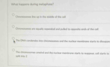 What happens during metaphase?
Chromosomes line up in the middle of the cell
Chvomosomes are equally seperated and pulled to opposite ends of the cell
The DhiA condendes into chromosomes and the nuclear membrane starts to dissapper
The chromosomes unwind and the nuclear membrane starts to reappear, cell starts to
split irito 2