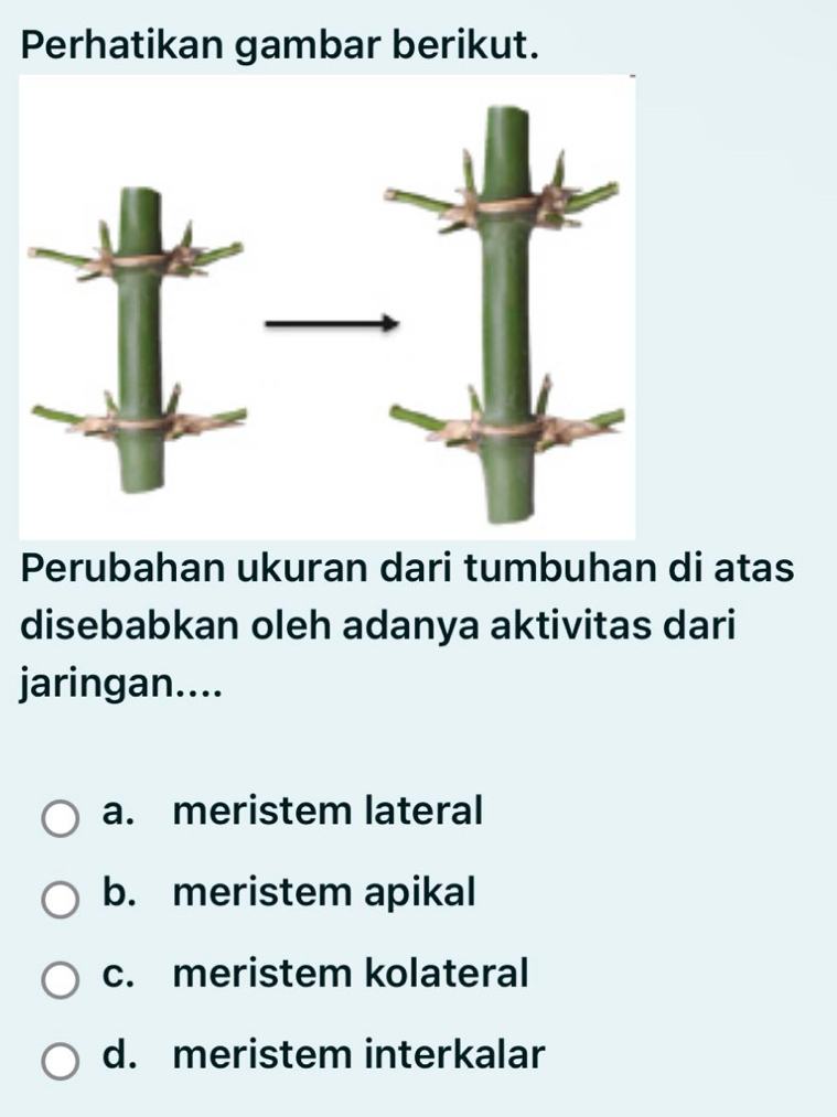 Perhatikan gambar berikut.
Perubahan ukuran dari tumbuhan di atas
disebabkan oleh adanya aktivitas dari
jaringan....
a. meristem lateral
b. meristem apikal
c. meristem kolateral
d. meristem interkalar