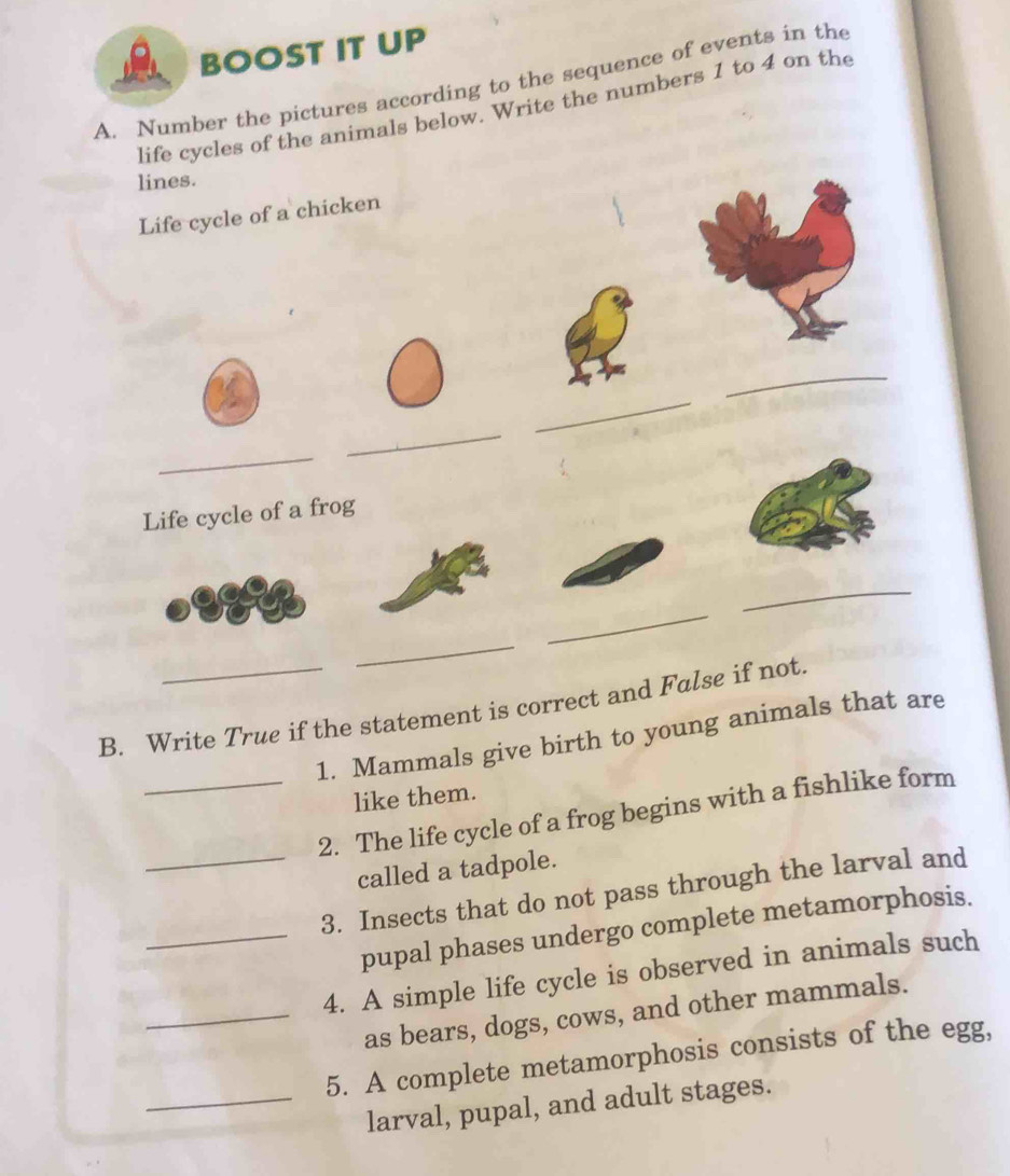 BOOST IT UP 
A. Number the pictures according to the sequence of events in the 
life cycles of the animals below. Write the numbers 1 to 4 on the 
lines. 
Life cycle of a chicken 
_ 
_ 
_ 
_ 
Life cycle of a frog 
_ 
_ 
_ 
B. Write True if the statement is correct and False if not. 
1. Mammals give birth to young animals that are 
like them. 
_2. The life cycle of a frog begins with a fishlike form 
called a tadpole. 
_3. Insects that do not pass through the larval and 
pupal phases undergo complete metamorphosis. 
_4. A simple life cycle is observed in animals such 
_as bears, dogs, cows, and other mammals. 
5. A complete metamorphosis consists of the egg, 
_larval, pupal, and adult stages.