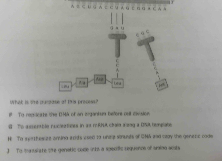 A G C U G A C c u A G C G G A C A A
What is the purpose of this process?
F To replicate the DNA of an organism before cell division
G To assemble nucleotides in an mRNA chain along a DNA template
H To synthesize amino acids used to unzip strands of DNA and copy the genetic code
J To transiate the genetic code into a specific sequence of amino acids