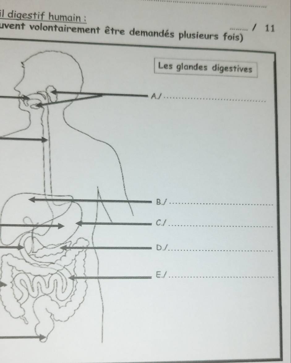 il digestif humain : 
/ 11 
uvent volontairement être demandés plusieurs fois) 
Les glandes digestives 
A./_ 
_ 
B./_ 
C./_ 
D./_ 
E./_ 
SVn