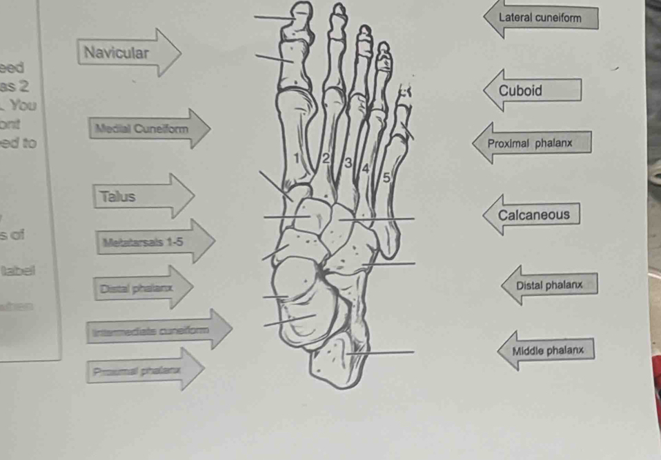 Lateral cuneiform 
Navicular 
eed 
as 2 Cuboid 
You 
ont Medial Cunelform 
ed to Proximal phalanx
2 3 4 5
Talus 
Calcaneous 
s ơi 
Metatarsals 1-5
label 
Distal phalanx Distal phalanx 
when 
Intermediate cuneiform 
Middle phalanx 
Prumal phalanx