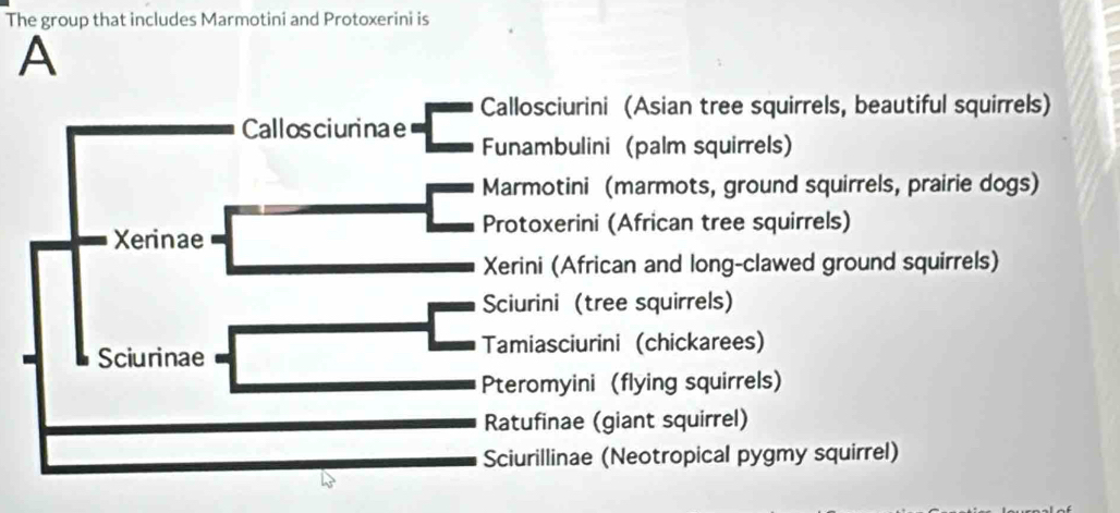 The group that includes Marmotini and Protoxerini is
A
Callosciurini (Asian tree squirrels, beautiful squirrels)
Callosciurinae Funambulini (palm squirrels)
Marmotini (marmots, ground squirrels, prairie dogs)
Protoxerini (African tree squirrels)
Xerinae
Xerini (African and long-clawed ground squirrels)
Sciurini (tree squirrels)
Tamiasciurini (chickarees)
Sciurinae
Pteromyini (flying squirrels)
Ratufinae (giant squirrel)
Sciurillinae (Neotropical pygmy squirrel)