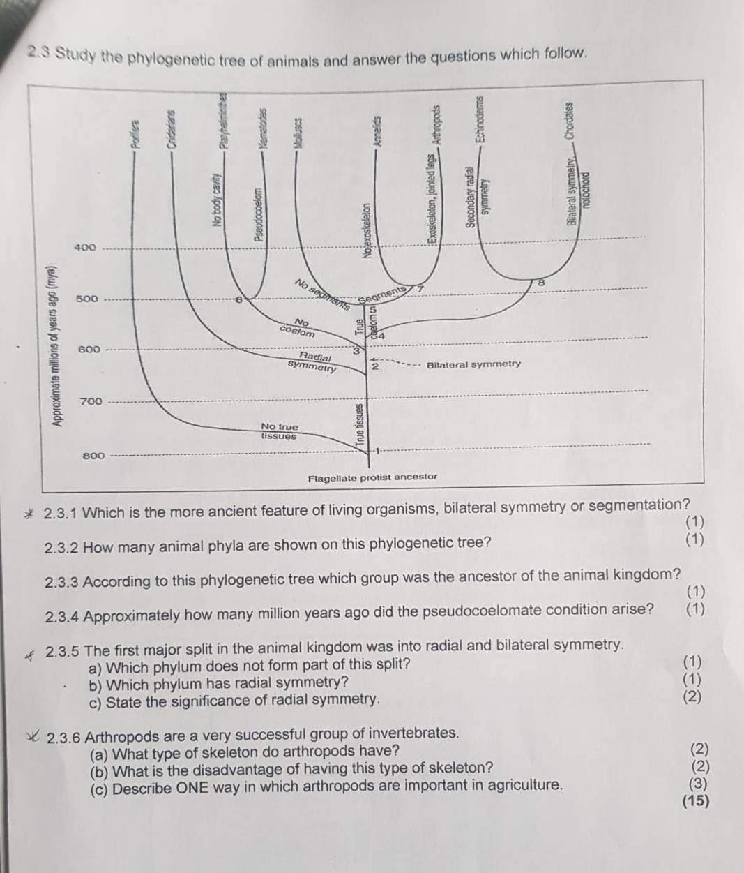 2.3 Study the phylogenetic tree of animals and answer the questions which follow. 
2.3.1 Which is the more ancient feature of living organisms, bilateral symmetry or segmentation? 
(1) 
2.3.2 How many animal phyla are shown on this phylogenetic tree? (1) 
2.3.3 According to this phylogenetic tree which group was the ancestor of the animal kingdom? 
(1) 
2.3.4 Approximately how many million years ago did the pseudocoelomate condition arise? (1) 
2.3.5 The first major split in the animal kingdom was into radial and bilateral symmetry. 
a) Which phylum does not form part of this split? (1) 
b) Which phylum has radial symmetry? (1) 
c) State the significance of radial symmetry. (2) 
2.3.6 Arthropods are a very successful group of invertebrates. 
(a) What type of skeleton do arthropods have? 
(2) 
(b) What is the disadvantage of having this type of skeleton? (2) 
(c) Describe ONE way in which arthropods are important in agriculture. (3) 
(15)