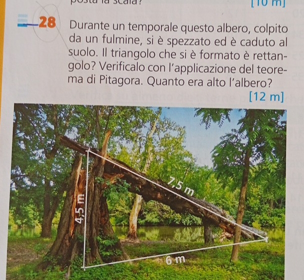 [10 m] 
28 Durante un temporale questo albero, colpito 
da un fulmine, si è spezzato ed è caduto al 
suolo. Il triangolo che si è formato è rettan- 
golo? Verificalo con l’applicazione del teore- 
ma di Pitagora. Quanto era alto l’albero? 
[ 12 m ]
7,5 m
a
6m