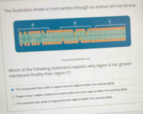 The illustration shows a cross section through an animal cell membrane.
Wi
Creutml with Boßender com
Which of the following statements explains why region A has greater
membrane fluidity than region C?
The unsaturated latty acids in region.Aprevent adjacent lipits from packing righty
Region.A has a higher cholesteral content which prevents adjacent lipids from packing tighty
The saturated latty acids in region.Aprevent adjacent lipits from packing righty