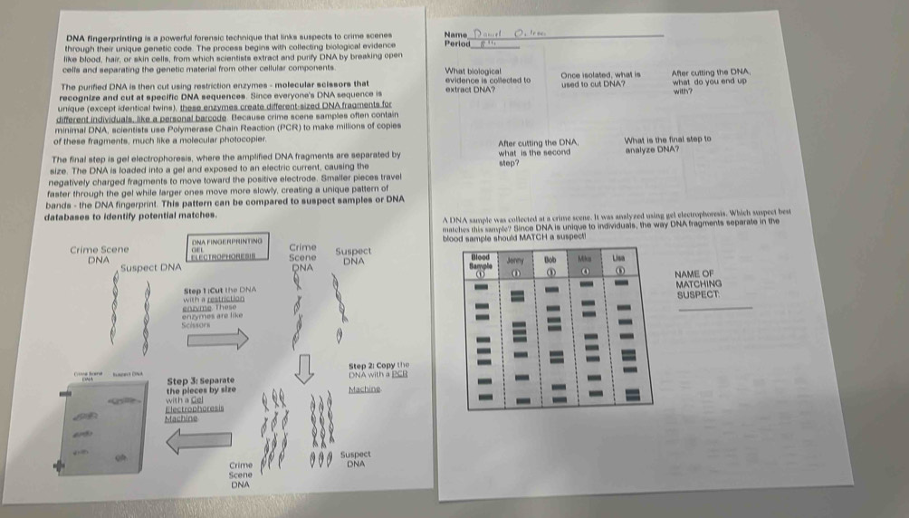 DNA fingerprinting is a powerful forensic technique that links suspects to crime scenes Namo_ 
through their unique genetic code. The process begins with collecting biological evidence Period_ 
like blood, hair, or skin cells, from which scientists extract and purify DNA by breaking open 
cells and separating the genetic material from other cellular components. What biological 
The purified DNA is then cut using restriction enzymes - molecular sclssors that evidence is collected to Once isolated, what is After cutting the DNA. 
recognize and cut at specific DNA sequences. Since everyone's DNA sequence is extract DNA? used to cut DNA? what do you end up with? 
unique (except identical twins), these enzymes create different-sized DNA fragments for 
different individuals, like a personal barcode. Because crime scene samples often contain 
minimal DNA, scientists use Polymerase Chain Reaction (PCR) to make millions of copies 
of these fragments, much like a molecular photocopier. 
The final step is gel electrophoresis, where the amplified DNA fragments are separated by After cutting the DNA, What is the final step to 
size. The DNA is loaded into a gel and exposed to an electric current, causing the step? what is the second analyze DNA? 
negatively charged fragments to move toward the positive electrode. Smaller pieces travel 
faster through the gel while larger ones move more slowly, creating a unique pattern of 
bands - the DNA fingerprint. This pattern can be compared to suspect samples or DNA 
databases to identify potential matches. 
A DNA sample was collected at a crime scene. It was analyzed using gel electrophoresis. Which suspect best 
matches this sample? Since DNA is unique to individuals, the way DNA fragments separate in the 
Crime Scene DNAFINGERPRINTING bood sample should MATCH a su pec 
Crime 
DNA ELECTrOPHOREsIs Scene Suspect DNA Blood Jonmy Bob Miko Lisa 
Suspect DNA QNA Sample ⑥ NAME OF 
① 
Step 1 :Cut the DNA MATCHING 
me Th es with a restriction a SUSPECT: 
Scissors enzymes are like 
a 
Step 2 : Copy the 
DNA with a PCR 
Come fne Rupnct DNA Step 3: Separate 
«Crsie » the pieces by size 
Machine 
Electrophoresis with a Gel 
Machine 

Q Suspect DNA 
Crime 
Scene 
DNA