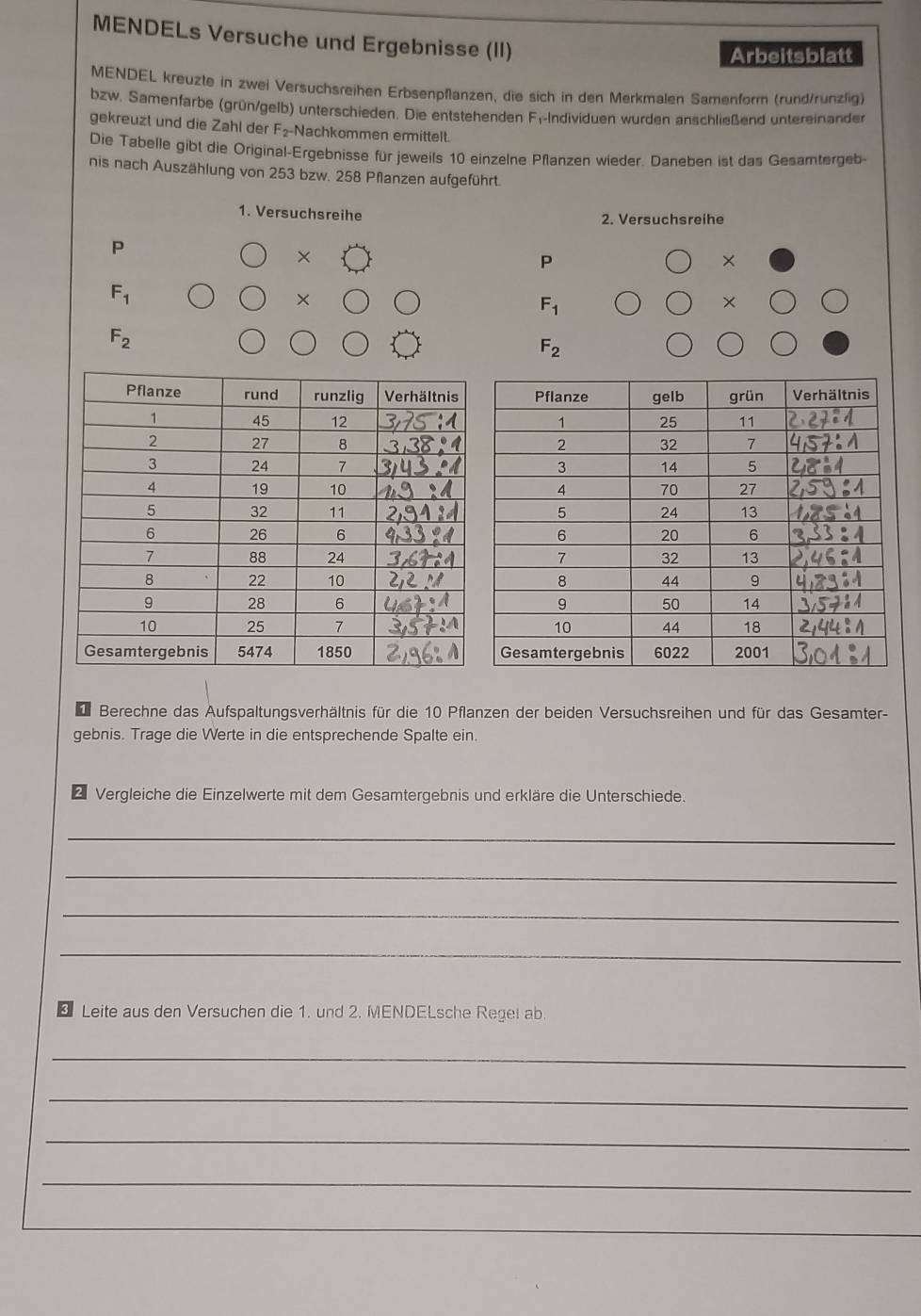 MENDELs Versuche und Ergebnisse (II) 
Arbeitsblatt 
MENDEL kreuzte in zwei Versuchsreihen Erbsenpflanzen, die sich in den Merkmalen Samenform (rund/runzlig) 
bzw. Samenfarbe (grün/gelb) unterschieden. Die entstehenden Fi-Individuen wurden anschließend untereinander 
gekreuzt und die Zahl der F_2-1 Nachkommen ermittelt. 
Die Tabelle gibt die Original-Ergebnisse für jeweils 10 einzelne Pflanzen wieder. Daneben ist das Gesamtergeb 
nis nach Auszählung von 253 bzw. 258 Pflanzen aufgeführt. 
1. Versuchsreihe 2. Versuchsreihe 
P 
× 
P 
×
F_1
×
F_1
×
F_2
F_2
Berechne das Aufspaltungsverhältnis für die 10 Pflanzen der beiden Versuchsreihen und für das Gesamter- 
gebnis. Trage die Werte in die entsprechende Spalte ein. 
Vergleiche die Einzelwerte mit dem Gesamtergebnis und erkläre die Unterschiede. 
_ 
_ 
_ 
_ 
Leite aus den Versuchen die 1. und 2. MENDELsche Regel ab. 
_ 
_ 
_ 
_ 
_