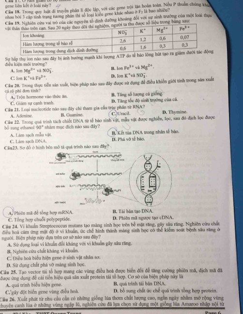 gene liên kết ở loài này?
Câu 18. Trong quy luật di truyền phần li độc lập, với các gene trội lặn boàn toàn. Nếu P thuần chủng kho
nhau bởi 3 cập tính trang tương phần thi số loại kiêu gene khác nhau ở F> là bao nhiều?
Cầu 19. Nghiên cứu vai trò của các nguyên tổ dình dưỡng khoảng đổi với sự sinh trưởng của một loài thực
c số liệu trong băng sau:
Sự háp thụ ion nào sau đây bị ảnh hướng mạnh khi lượng ATP
điều kiện môi trường? B. Ion Fe^(2+) và Mg^(2+).
A. Iom Mg^(2+) và NO_3^(-.
C. lon K^+) và Fe^2 * D. Ion K^+ và NO_3^(-.
Câu 20. Trong thực tiền sản xuất, biện pháp nào sau đây được sử dụng để điều khiến giới tính trong săn xuất
cá rô phi đơn tinh?
A. Trộn hormone vào thức ăn. B. Tăng số lượng cá giống
C. Giảm sự cạnh tranh D. Tăng tốc độ sinh trưởng của cá.
Cầu 21. Loại nucleotide nào sau đây chỉ tham gia cầu trúc phân tử RNA?
A. Adenine B. Guanine. C. Uracil. D. Thymine.
Câu 22. Trong quá trình tách chiết DNA từ tễ báo sinh vật, mẫu vật được nghiên, lọc, sau đó dịch lọc được
bổ sung ethanol 90^circ) nhằm mục đích nào sau đây?
A. Làm sạch mẫu vật. B Kết tủa DNA trong nhân tế bào.
C. Làm sạch DNA. D. Phá vỡ tế bảo.
Câu23. Sơ đồ ở hình bên mô tả quá trình não sau đây?
A. Phiên mã để tổng hợp mRNA. B. Tái bản tạo DNA.
C. Tổng hợp chuỗi polypeptide. D. Phiên mã ngược tạo cDNA
Câu 24. Vi khuẩn Streptococcus mutans tạo màng sinh học trên bề mặt răng, gây sâu răng. Nghiên cứu chất
điều hoà cảm ứng mật độ ở vi khuẩn, ức chế hình thành mảng sinh học có thể kiểm soát bệnh sâu răng ở
người. Biện pháp này đựa trên cơ sở nào sau đây?
A. Sử dụng loại vi khuẩn đổi kháng với vi khuẩn gây sâu răng.
B. Nghiên cứu chất kháng vì khuẩn.
C. Điều hoà biểu hiện gene ở sinh vật nhân sơ.
D. Sử dụng chất phá vỡ màng sinh học,
Câu 25. Tạo vector tái tổ hợp mang các vùng điều hoà được biển đổi để tăng cường phiên mã, dịch mã đã
được ứng dụng để cải tiến hiệu quả sản xuất protein tái tổ hợp. Cơ sở của biện pháp này là
A. quá trình biểu hiện gene. B. quá trình tái bản DNA.
C'gây đột biển gene vùng điều hoà. D. bổ sung chất ức chể quá trình tổng hợp protein.
Câu 26. Xuất phát từ nhu cầu cần có những giống lúa thơm chất lượng cao, ngắn ngày nhằm mở rộng vùng
chuyên canh lủa ở những vùng ngập lũ, nghiên cứu đã lựa chọn sử dụng một giống lũa Amaroo nhập nội từ