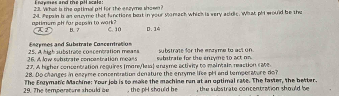 Enzymes and the pH scale:
23. What is the optimal pH for the enzyme shown?
24. Pepsin is an enzyme that functions best in your stomach which is very acidic. What pH would be the
optimum pH for pepsin to work?
A. 2 B. 7 C. 10 D. 14
Enzymes and Substrate Concentration
25. A high substrate concentration means substrate for the enzyme to act on.
26. A low substrate concentration means substrate for the enzyme to act on.
27. A higher concentration requires (more/less) enzyme activity to maintain reaction rate.
28. Do changes in enzyme concentration denature the enzyme like pH and temperature do?
The Enzymatic Machine: Your job is to make the machine run at an optimal rate. The faster, the better.
29. The temperature should be , the pH should be , the substrate concentration should be