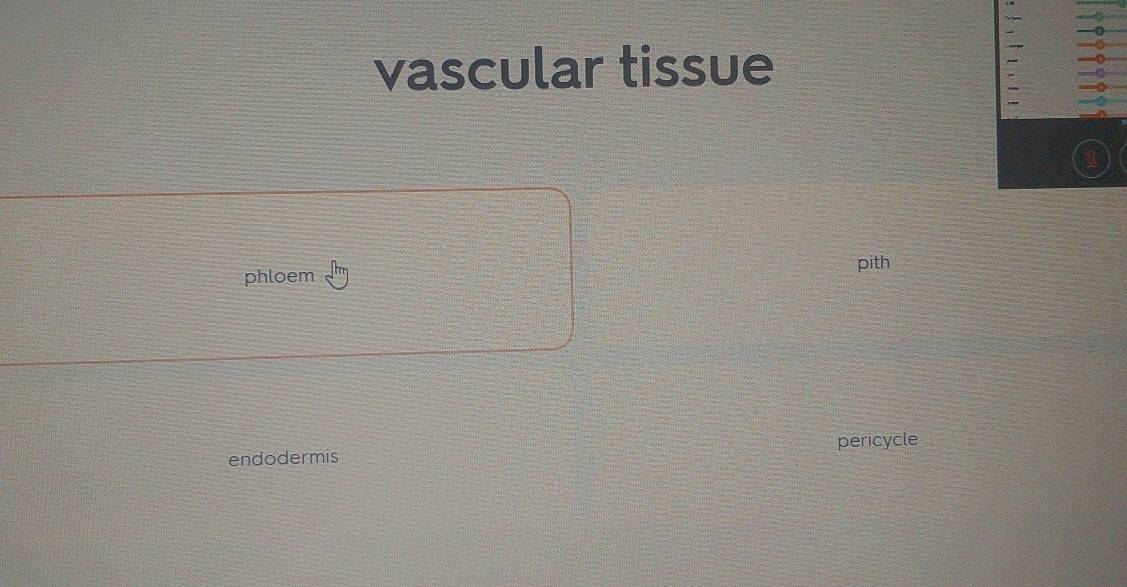 —o
vascular tissue
—0
=

phloem pith
endodermis pericycle