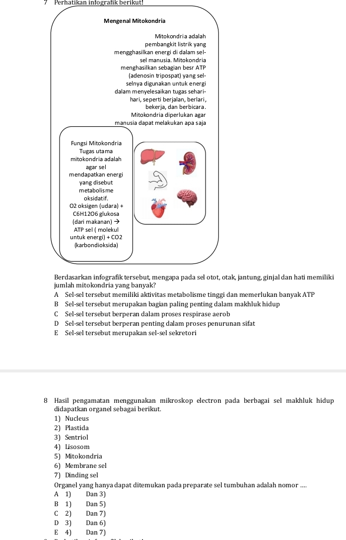 Perhatikan infografik berikut!
Mengenal Mitokondria
Mitokondria adalah
pembangkit listrik yang
mengghasilkan energi di dalam sel-
sel manusia. Mitokondria
menghasilkan sebagian besr ATP
(adenosin tripospat) yang sel-
selnya digunakan untuk energi
dalam menyelesaikan tugas sehari-
hari, seperti berjalan, berlari,
bekerja, dan berbicara.
Mitokondria diperlukan agar
manusia dapat melakukan apa saja
Fungsi Mitokondria
Tugas utama
mitokondria adalah
agar sel
mendapatkan energi
yang disebut
metabolisme
oksidatif.
O2 oksigen (udara) +
C6H12O6 glukosa
(dari makanan) →
ATP sel ( molekul
untuk energi) + CO2
(karbondioksida)
Berdasarkan infografik tersebut, mengapa pada sel otot, otak, jantung, ginjal dan hati memiliki
jumlah mitokondria yang banyak?
A Sel-sel tersebut memiliki aktivitas metabolisme tinggi dan memerlukan banyak ATP
B Sel-sel tersebut merupakan bagian paling penting dalam makhluk hidup
C Sel-sel tersebut berperan dalam proses respirase aerob
D Sel-sel tersebut berperan penting dalam proses penurunan sifat
E Sel-sel tersebut merupakan sel-sel sekretori
8 Hasil pengamatan menggunakan mikroskop electron pada berbagai sel makhluk hidup
didapatkan organel sebagai berikut.
1) Nucleus
2) Plastida
3) Sentriol
4) Lisosom
5) Mitokondria
6) Membrane sel
7) Dinding sel
Organel yang hanya dapat ditemukan pada preparate sel tumbuhan adalah nomor ....
A 1) Dan 3)
B 1) Dan 5)
C 2) Dan 7)
D 3) Dan 6)
E 4) Dan 7)