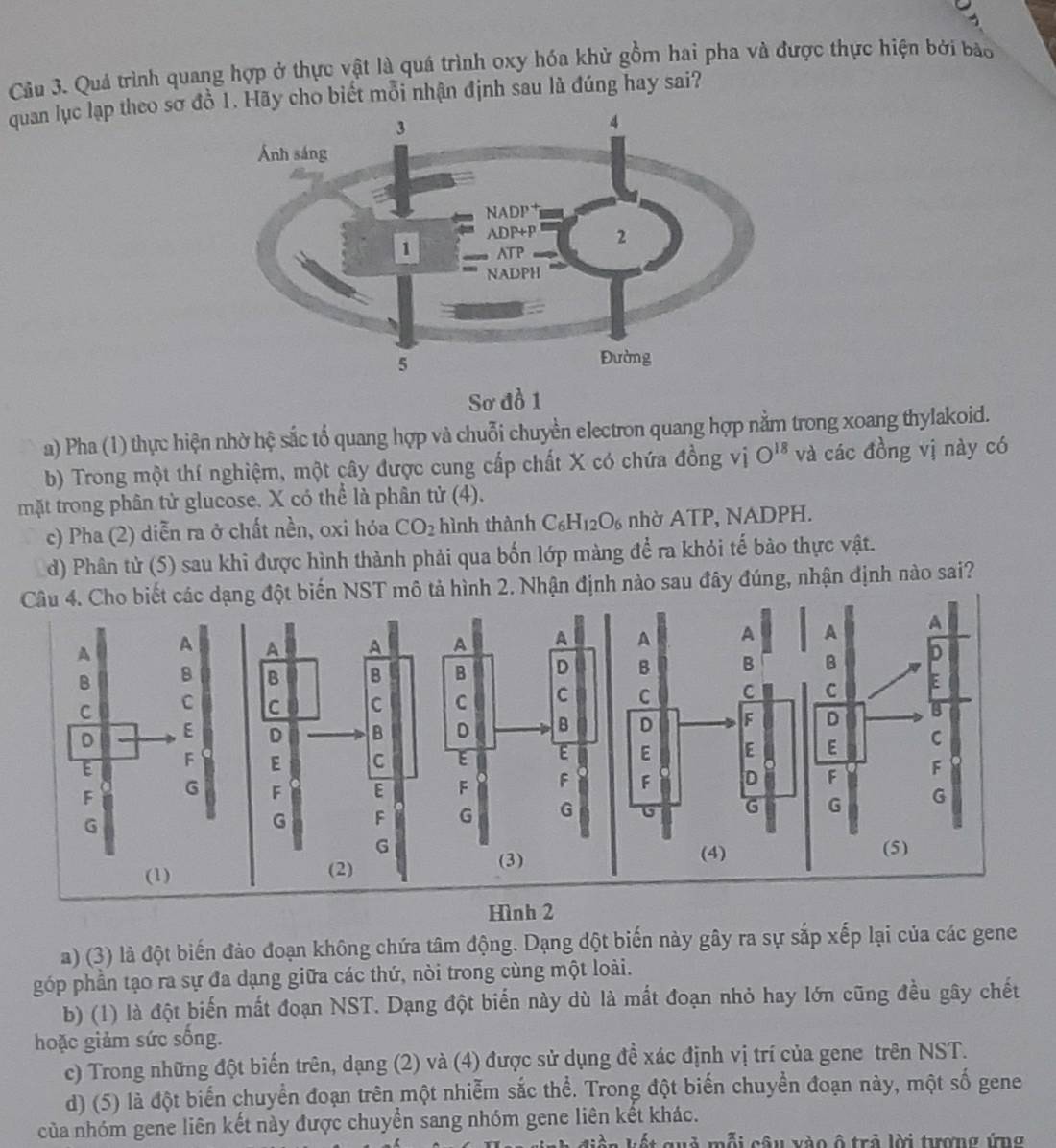 Quá trình quang hợp ở thực vật là quá trình oxy hóa khử gồm hai pha và được thực hiện bởi bảo
quan lục lạp theo sơ đồ 1. Hãy cho biết mỗi nhận định sau là đúng hay sai?
Sơ đồ 1
a) Pha (1) thực hiện nhờ hệ sắc tổ quang hợp và chuỗi chuyền electron quang hợp nằm trong xoang thylakoid.
b) Trong một thí nghiệm, một cây được cung cấp chất X có chứa đồng vị O^(18) và các đồng vị này có
mặt trong phân tử glucose. X có thể là phân tử (4).
c) Pha (2) diễn ra ở chất nền, oxi hóa CO_2 hình thành C_6H_12O_6 nhờ ATP, NADPH.
d) Phân tử (5) sau khi được hình thành phải qua bốn lớp màng để ra khỏi tế bảo thực vật.
Câu 4. Cho biết các dạng đột biến NST mô tả hình 2. Nhận định nào sau đây đúng, nhận định nào sai?
 
 
 
 
 
 
 
(5)
(3) 
Hình 2
a) (3) là đột biến đảo đoạn không chứa tâm động. Dạng đột biến này gây ra sự sắp xếp lại của các gene
góp phần tạo ra sự đa dạng giữa các thứ, nòi trong cùng một loài.
b) (1) là đột biến mất đoạn NST. Dạng đột biển này dù là mất đoạn nhỏ hay lớn cũng đều gây chết
hoặc giảm sức sống.
c) Trong những đột biến trên, dạng (2) và (4) được sử dụng đề xác định vị trí của gene trên NST.
d) (5) là đột biến chuyển đoạn trên một nhiễm sắc thể. Trong đột biến chuyển đoạn này, một số gene
của nhóm gene liên kết này được chuyển sang nhóm gene liên kết khác.
kiên kết quả mỗi câu vào ô trả lời tượng ứng