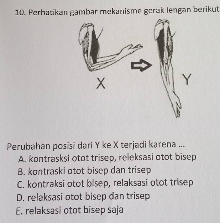 Perhatikan gambar mekanisme gerak lengan berikut
Perubahan posisi dari Y ke X terjadi karena ...
A. kontrasksi otot trisep, releksasi otot bisep
B. kontraski otot bisep dan trisep
C. kontraksi otot bisep, relaksasi otot trisep
D. relaksasi otot bisep dan trisep
E. relaksasi otot bisep saja