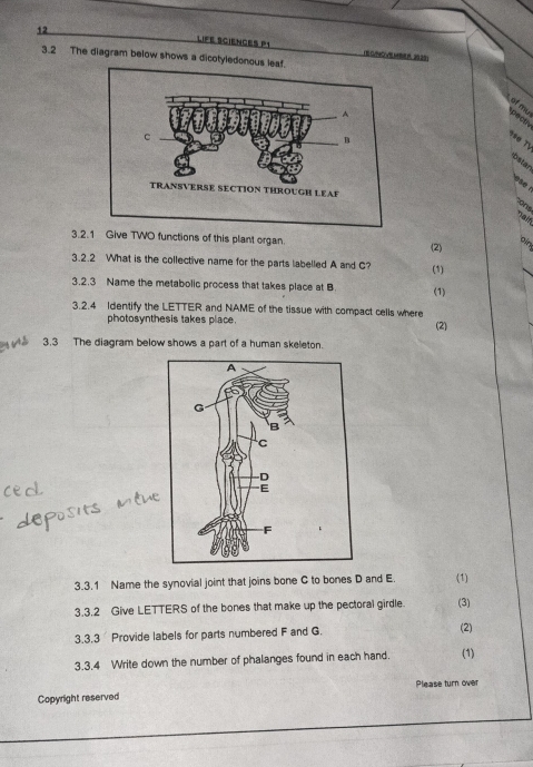 LIFE SCIENCES P1 (E CNOVEMEB 228) 
3.2 The diagram below shows a dicotyledono 
pech of mu
80 71
bstar 
ese 
ons 
Tain 
3.2.1 Give TWO functions of this plant organ. (2) 
oin 
3.2.2 What is the collective name for the parts labelled A and C? (1) 
3.2.3 Name the metabolic process that takes place at B (1) 
3.2.4 Identify the LETTER and NAME of the tissue with compact cells where (2) 
photosynthesis takes place. 
3.3 The diagram below shows a part of a human skeleton. 
3.3.1 Name the synovial joint that joins bone C to bones D and E. (1) 
3.3.2 Give LETTERS of the bones that make up the pectoral girdle. (3) 
3.3.3 Provide labels for parts numbered F and G. (2) 
3.3.4 Write down the number of phalanges found in each hand. (1) 
Please turn over 
Copyright reserved