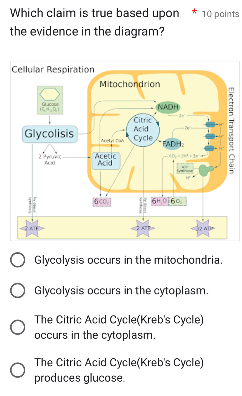 Which claim is true based upon * 10 points
the evidence in the diagram?
E
Glycolysis occurs in the mitochondria.
Glycolysis occurs in the cytoplasm.
The Citric Acid Cycle(Kreb's Cycle)
occurs in the cytoplasm.
The Citric Acid Cycle(Kreb's Cycle)
produces glucose.