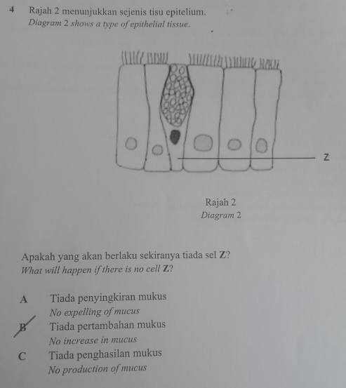 Rajah 2 menunjukkan sejenis tisu epitelium.
Diagram 2 shows a type of epithelial tissue.
Rajah 2
Diagram 2
Apakah yang akan berlaku sekiranya tiada sel Z?
What will happen if there is no cell Z?
A Tiada penyingkiran mukus
No expelling of mucus
B Tiada pertambahan mukus
No increase in mucus
C Tiada penghasilan mukus
No production of mucus