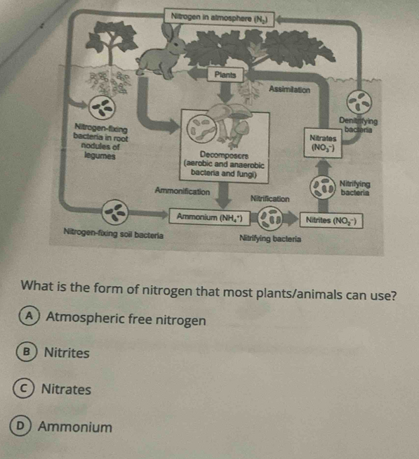 What is the form of nitrogen that most plants/animals can use?
A Atmospheric free nitrogen
B Nitrites
cNitrates
D Ammonium