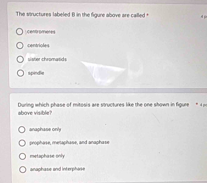 The structures labeled B in the figure above are called * 4 p
centromeres
centrioles
sister chromatids
spindle
During which phase of mitosis are structures like the one shown in figure * 4 po
above visible?
anaphase only
prophase, metaphase, and anaphase
metaphase only
anaphase and interphase