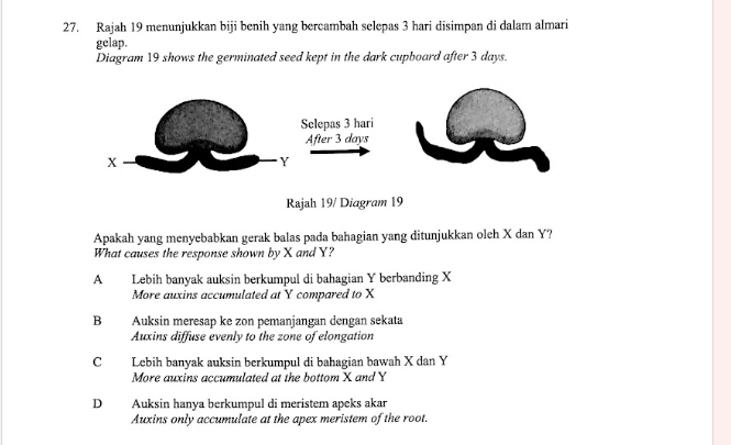 Rajah 19 menunjukkan biji benih yang bercambah selepas 3 hari disimpan di dalam almari
gelap.
Diagram 19 shows the germinated seed kept in the dark cupboard after 3 days.
Rajah 19/ Diagram 19
Apakah yang menyebabkan gerak balas pada bahagian yang ditunjukkan oleh X dan Y?
What causes the response shown by X and Y?
A Lebih banyak auksin berkumpul di bahagian Y berbanding X
More auxins accumulated at Y compared to X
B Auksin meresap ke zon pemanjangan dengan sekata
Auxins diffuse evenly to the zone of elongation
C Lebih banyak auksin berkumpul di bahagian bawah X dan Y
More auxins accumulated at the bottom X and Y
D Auksin hanya berkumpul di meristem apeks akar
Auxins only accumulate at the apex meristem of the root.