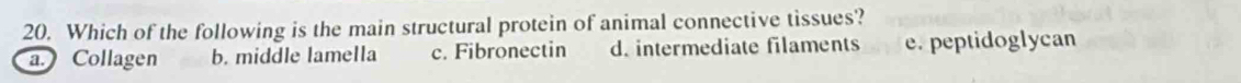 Which of the following is the main structural protein of animal connective tissues?
a. Collagen b. middle lamella c. Fibronectin d. intermediate filaments e. peptidoglycan