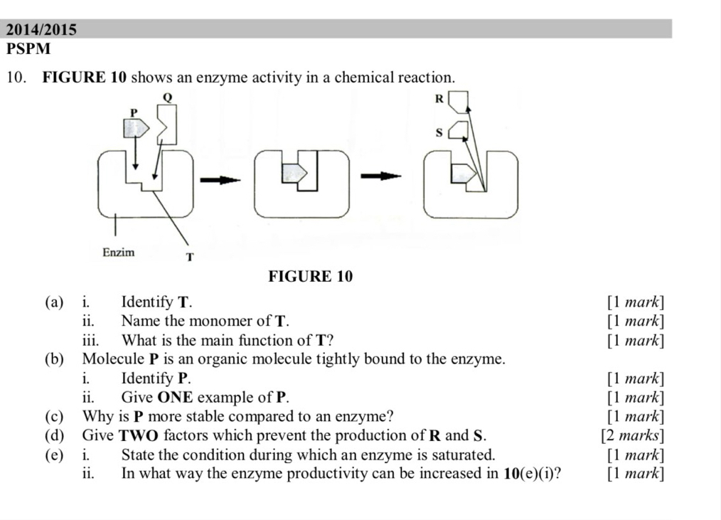 2014/2015 
PSPM 
10. FIGURE 10 shows an enzyme activity in a chemical reaction. 
FIGURE 10 
(a) i. Identify T. [1 mark] 
ii. Name the monomer of T. [1 mark] 
iii. What is the main function of T? [1 mark] 
(b) Molecule P is an organic molecule tightly bound to the enzyme. 
i. Identify P. [1 mark] 
ii. Give ONE example of P. [1 mark] 
(c) Why is P more stable compared to an enzyme? [1 mark] 
(d) Give TWO factors which prevent the production of R and S. [2 marks] 
(e) i. State the condition during which an enzyme is saturated. [1 mark] 
ii. In what way the enzyme productivity can be increased in 10(e)(i) ? [1 mark]