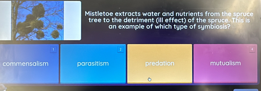 Mistletoe extracts water and nutrients from the spruce
tree to the detriment (ill effect) of the spruce. This is
an example of which type of symbiosis?
1
2
4
commensalism parasitism predation mutualism