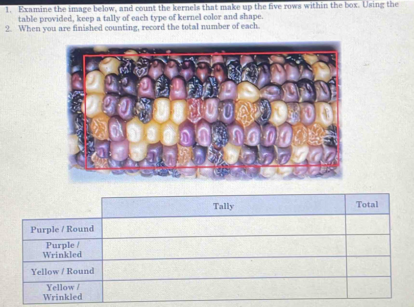 Examine the image below, and count the kernels that make up the five rows within the box. Using the 
table provided, keep a tally of each type of kernel color and shape. 
2. When you are finished counting, record the total number of each. 
Tally Total 
Purple / Round 
Purple / 
Wrinkled 
Yellow / Round 
Yellow / 
Wrinkled