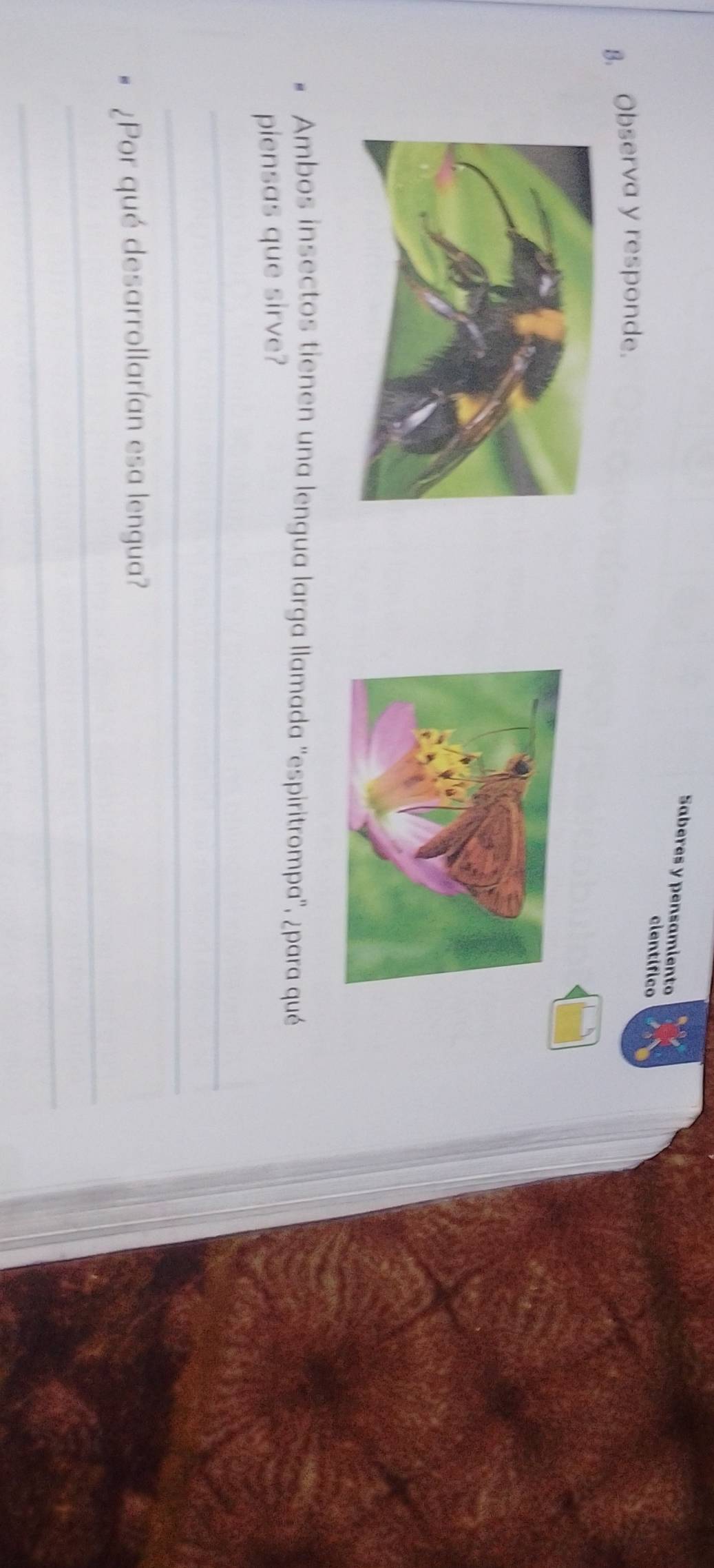 Saberes y pensamiento 
científico 
8. Observa y responde. 
Ambos insectos tienen una lengua larga llamada ''espiritrompa'', ¿para qué 
piensas que sirve? 
_ 
_ 
_ 
¿Por qué desarrollarían esa lengua? 
_