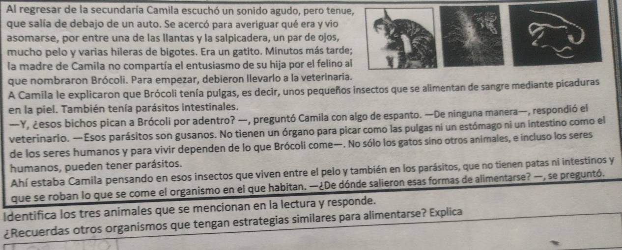 Al regresar de la secundaría Camila escuchó un sonido agudo, pero tenue, 
que salía de debajo de un auto. Se acercó para averiguar qué era y vio 
asomarse, por entre una de las llantas y la salpicadera, un par de ojos, 
mucho pelo y varias hileras de bigotes. Era un gatito. Minutos más tarde; 
la madre de Camila no compartía el entusiasmo de su hija por el felino al 
que nombraron Brócoli. Para empezar, debieron llevarlo a la veterinaria. 
A Camila le explicaron que Brócoli tenía pulgas, es decir, unos pequeños insectos que se alimentan de sangre mediante picaduras 
en la piel. También tenía parásitos intestinales. 
—Y, ¿esos bichos pican a Brócoli por adentro? —, preguntó Camila con algo de espanto. —De ninguna manera—, respondió el 
veterinario. —Esos parásitos son gusanos. No tienen un órgano para picar como las pulgas ni un estómago ni un intestino como el 
de los seres humanos y para vivir dependen de lo que Brócoli come—. No sólo los gatos sino otros animales, e incluso los seres 
humanos, pueden tener parásitos. 
Ahí estaba Camila pensando en esos insectos que viven entre el pelo y también en los parásitos, que no tienen patas ni intestinos y 
que se roban lo que se come el organismo en el que habitan. —¿De dónde salieron esas formas de alimentarse? —, se preguntó. 
Identifica los tres animales que se mencionan en la lectura y responde. 
¿Recuerdas otros organismos que tengan estrategias similares para alimentarse? Explica