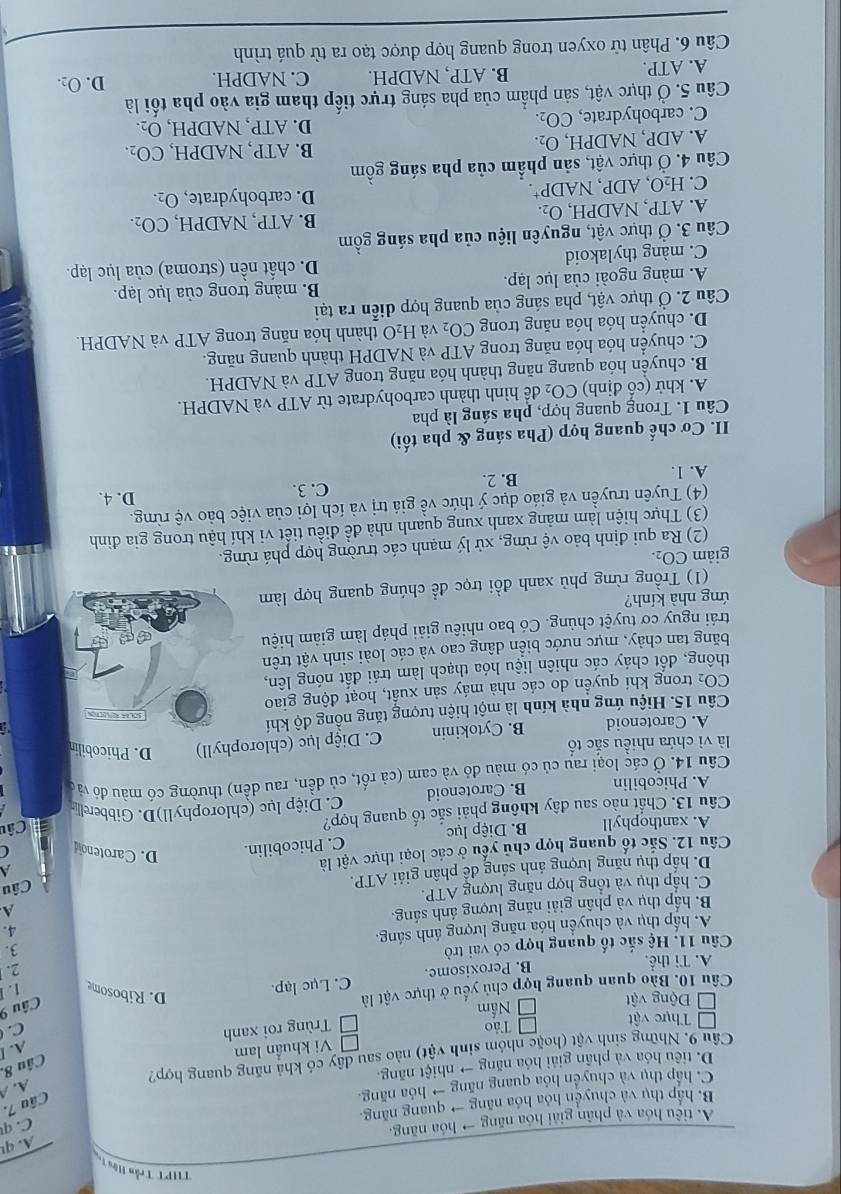 THPT Trần Hện T
A. qu
A. tiêu hóa và phân giải hóa năng → hóa năng,
C. q
Câu 7.
B. hấp thu và chuyên hóa hóa năng → quang năng
C. hấp thụ và chuyển hóa quang năng → hóa năng.
A. A
Câu 8.
D. tiêu hóa và phần giải hóa năng → nhiệt năng,
Cầâu 9. Những sinh vật (hoặc nhóm sinh vật) nào sau dây có khả năng quang hợp?
Vi khuẩn lam
A. I
Thực vật Tảo
Động vật Nấm Trùng roi xanh
C.
Câu 10. Bào quan quang hợp chủ yếu ở thực vật là
Câu 9
A. Ti thể. B. Peroxisome. C. Lục lạp.
D. Ribosome 1.1
Câu 11. Hệ sắc tố quang hợp có vai trò 2.
3.
A. hấp thụ và chuyển hóa năng lượng ánh sáng.
B. hấp thụ và phân giải năng lượng ảnh sáng. 4.
C. hấp thụ và tổng hợp năng lượng ATP. A
D. hấp thụ năng lượng ảnh sáng để phân giải ATP.
A
Câu 12. Sắc tố quang hợp chủ yểu ở các loại thực vật là Câu
A. xanthophyll B. Diệp lục C. Phicobilin. D. Carotenoi C
Câu 13. Chất nào sau đây không phải sắc tố quang hợp?
Câu
A. Phicobilin B. Carotenoid C. Diệp lục (chlorophyll)D. Gibberelli-
Câu 14. Ở các loại rau củ có màu đỏ và cam (cả rốt, củ dền, rau dền) thường có màu đó vào
là vì chứa nhiều sắc tố
A. Carotenoid B. Cytokinin C. Diệp lục (chlorophyll) D. Phicobilin
Câu 15. Hiệu ứng nhà kính là một hiện tượng tăng nồng độ khí
CO_2 trong khí quyền do các nhà máy sản xuất, hoạt động giao
thông, đốt cháy các nhiên liệu hóa thạch làm trái đất nóng lên,
băng tan chảy, mực nước biển dâng cao và các loài sinh vật trên
trái nguy cơ tuyệt chủng. Có bao nhiêu giải pháp làm giảm hiệu
ứng nhà kính?
(1) Trồng rừng phủ xanh đồi trọc đề chúng quang hợp làm
giảm CO_2.
(2) Ra qui định bảo vệ rừng, xử lý mạnh các trường hợp phá rừng.
(3) Thực hiện làm mảng xanh xung quanh nhà để điều tiết vi khí hậu trong gia đình
(4) Tuyên truyền và giáo dục ý thức về giá trị và ích lợi của việc bảo vệ rừng. D. 4.
C. 3.
A. 1. B. 2.
II. Cơ chế quang hợp (Pha sáng & pha tối)
Câu 1. Trong quang hợp, pha sáng là pha
A. khử (cổ định) CO_2 để hình thành carbohydrate từ ATP và NADPH.
B. chuyển hóa quang năng thành hóa năng trong ATP và NADPH.
C. chuyển hóa hóa năng trong ATP và NADPH thành quang năng.
D. chuyền hóa hóa năng trong CO_2 và H_2O thành hóa năng trong ATP và NADPH.
Câu 2. Ở thực vật, pha sáng của quang hợp diễn ra tại
A. màng ngoài của lục lạp. B. màng trong của lục lạp.
C. màng thylakoid D. chất nền (stroma) của lục lạp.
Câu 3. Ở thực vật, nguyên liệu của pha sáng gồm
A. ATP, NADPH, O₂. B. ATP, NADPH, CO_2.
C. H_2O,ADP,NADP^+. D. carbohydrate, O_2.
Câu 4. Ở thực vật, sản phẩm của pha sáng gồm
A. ADP, NADPH, O_2. B. ATP NADPH,CO_2.
C. carbohydrate, CO_2. D. ATP , NADPH, O_2.
Câu 5. Ở thực vật, sản phẩm của pha sáng trực tiếp tham gia vào pha tối là
A. ATP. B. ATP, NADPH. C. NADPH. D. O_2.
Câu 6. Phân tử oxyen trong quang hợp được tạo ra từ quá trình