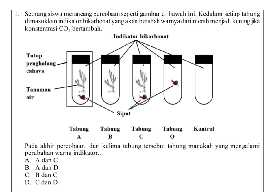 Seorang siswa merancang percobaan seperti gambar di bawah ini. Kedalam setiap tabung
dimasukkan indikator bikarbonat yang akan berubah warnya dari merah menjadi kuning jika
konstentrasi CO_2 bertambah.
Pada akhir percobaan, dari kelima tabung tersebut tabung manakah yang mengalami
perubahan warna indikator…
A. A dan C
B. A dan D
C. B dan C
D. C dan D