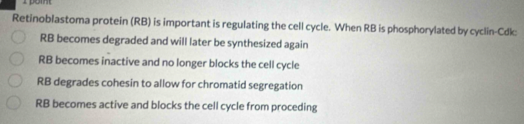 poit
Retinoblastoma protein (RB) is important is regulating the cell cycle. When RB is phosphorylated by cyclin-Cdk:
RB becomes degraded and will later be synthesized again
RB becomes inactive and no longer blocks the cell cycle
RB degrades cohesin to allow for chromatid segregation
RB becomes active and blocks the cell cycle from proceding