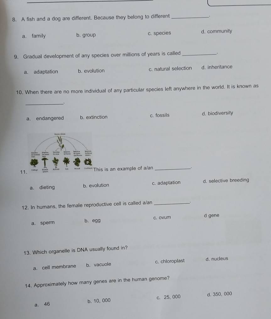 A fish and a dog are different. Because they belong to different_
.
a. family b. group c. species d. community
9. Gradual development of any species over millions of years is called _.
a. adaptation b. evolution c. natural selection d. inheritance
10. When there are no more individual of any particular species left anywhere in the world. It is known as
_
a. endangered b. extinction c. fossils d. biodiversity
1his is an example of a/an_
.
a. dieting b. evolution c. adaptation d. selective breeding
12. In humans, the female reproductive cell is called a/an_
.
c. ovum d gene
a. sperm b. egg
13. Which organelle is DNA usually found in?
a. cell membrane b. vacuole c. chloroplast d. nucleus
14. Approximately how many genes are in the human genome?
a. 46 b. 10, 000 c. 25, 000 d. 350,000