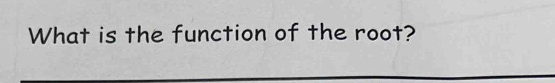 What is the function of the root?