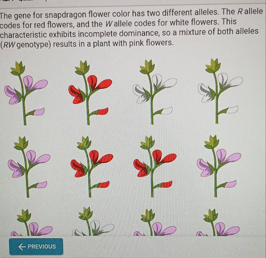 Solved: The gene for snapdragon flower color has two different alleles ...