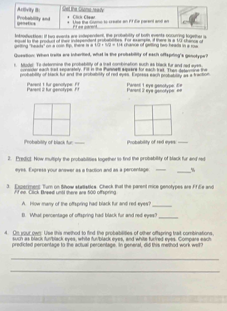 Introduction: If two events are independent, the probability of both events occurring together is 
equal to the product of their independent probabilities. For example, if there is a 1/2 chance of 
getting "heads" on a coin flip, there is a 1/2+1/2=1/4 chance of getting two heads in a row. 
Question: When traits are inherited, what is the probability of each offspring's genotype? 
1. Model: To determine the probability of a trait combination such as black fur and red eyes, 
consider each trait separately. Fill in the Punnett square for each trait. Then determine the 
probability of black fur and the probability of red eyes. Express each probability as a fraction. 
Parent 1 fur genotype: Ff Parent 1 eye genotype: Ee 
Parent 2 fur genotype: Ff Parent 2 eye genotype: ee 
Probability of black fur:_ Probability of red eyes:_ 
2. Predict Now multiply the probabilities together to find the probability of black fur and red 
eyes. Express your answer as a fraction and as a percentage: __% 
3. Experiment: Turn on Show statistics. Check that the parent mice genotypes are Ff Ee and 
Ff ee. Click Breed until there are 500 offspring 
A. How many of the offspring had black fur and red eyes?_ 
B. What percentage of offspring had black fur and red eyes?_ 
4. On your own: Use this method to find the probabilities of other offspring trait combinations, 
such as black fur/black eyes, white fur/black eyes, and white fur/red eyes. Compare each 
predicted percentage to the actual percentage. In general, did this method work well? 
_ 
_