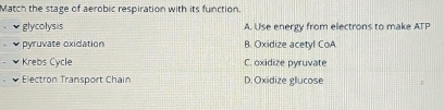 Match the stage of aerobic respiration with its function.
glycolysis A. Use energy from electrons to make ATP
pyruvate oxidation B. Oxidize acetyl CoA
Krebs Cycle C. oxidize pyruvate
Electron Transport Chain D. Oxidize glucose