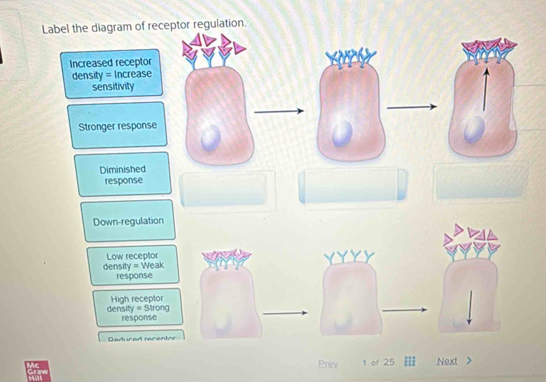 Solved: Label the diagram of receptor regulation. Increased receptor ...