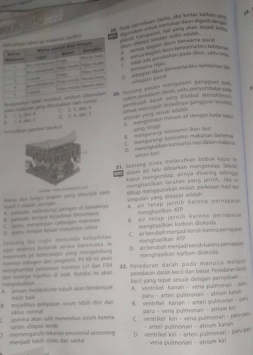 UE 2022
33.
29. Pada percobaan Sachs, jika kertas karbon yang
P digunakan untuk menutup daun diganti dengan
plastik transparan, hal yang akan terjadi ketika
daun ditetesi larutan lodin adalah . . .
A semua bagian daun berwarna pucat
R. semua bagian daun berwarna biru kehitaman
C. tidak ada perubahan pada daun, yaitu tetap
berwarna hijau
D. sebagian daun berwarna biru kehitaman dan
sebagian puca
Berdasarkan tabel te Seorang pasien mengalami gangguan pada
pada makinan yang ditunjukkan oleh nomor   sistem peredaran darah, yaitu penyumbatan pada 3
C 2, 3, dan 4 pembuluh darah yang disebut aterosklerosis.
B. 1, 4, dan 5 A. 1, 2, dan 4 D. 3, 4, dan 5 Untuk mencegah terjadinya gangguan tersebut,
anjuran yang sesuai adalah .
. Perhaar berikut. A. menghindari minum air dengan kadar kapur
yang tinggi
B. mengurangi konsumsi ikan laut
C. mengurangi konsumsi makanan berlemak
D. meningkatkan konsumsi nasi dalam makanan
sehari-hari
31. Seorang siswa melarutkan bubuk kapur ke
on dalam air, lalu dibiarkan mengendap. Setelah
kapur mengendap, airnya disaring sehingga
Smbiér: wwashüfte menghasilkan larutan yang jernih. Jika air
Nama dan fungsi bagian yang ditunjuk oleh ditiup menggunakan mulut, perkiraan hasil dan
huruf X adalah jaringan simpulan yang didapat adalah . . . .
A. palisade, melindungi jaringan di bawahnya A. air tetap jernih karena pernapasan
B. palisade, tempat terjadinya fotosintesis
menghasilkan ATP
C. spons, menyimpan cadangan makanan B. air tetap jernih karena pernapasan
D. spons, tempat keluar masuknya udara menghasilkan karbon dioksida
Seorang ibu ingin menunda kehamilan C. air berubah menjadi keruh karena pernapasan
agar anaknya berjarak secara berencana. la menghasilkan ATP
meminum pil kontrasepsi yang mengandung D. air berubah menjadi keruh karena pernapasan
hormon estrogen dan progestin. Pil KB ini akan menghasilkan karbon dioksida
menghambat pelepasan hormon LH dan FSH 32. Peredaran darah pada manusia meliputi
dari kelenjar hipofisis di otak. Kondisi ini akan peredaran darah kecil dan besar. Peredaran darah
menyebabkan . .. kecil yang tepat sesuai dengan pernyataan .  . . .
A. proses metabolisme tubuh akan berdampak A. ventrikel kanan — vena pulmonari — paru-
lebih baik
paru - arteri pulmonari - atrium kanan
B. terjadinya pelepasan ovum lebih dini dari B. ventrikel kanan— arteri pulmonari — paru-
siklus normal
paru - vena pulmonari - atrium kiri
C. sperma akan sulit menembus ovum karena C. ventrikel kiri - vena pulmonari - paru-paru
rahim dilapisi lendir - arteri pulmonari - atrium kanan
D. memengaruhi tekanan emosional seseorang D. ventrikel kiri -arteri pulmonari - paru-paru
menjadi lebih rileks dan santai
- vena pulmonari - atrium kiri